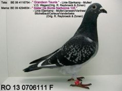 Reybroeck; xxxxxxxxxxxxxxxxx
