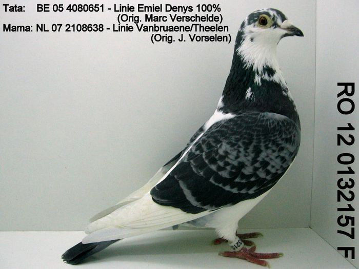 Emil Denis Vanbruaene; xxxxxxxxxxxxxxxxxxx
