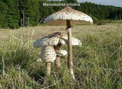 Pălăria şarpelui (Parasol, Burete şerpesc); (Macrolepiota procera)
