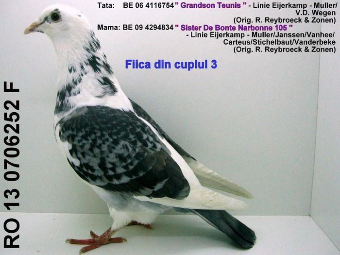 Reybroeck; xxxxxxxxxxxxxxxxxxxx
