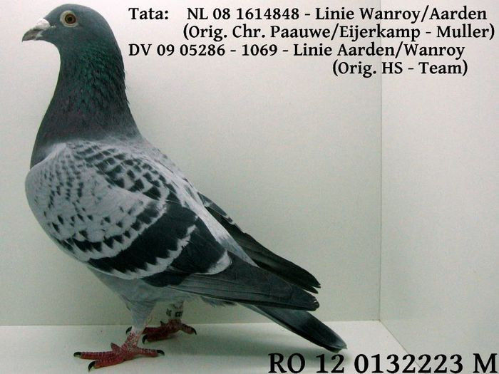 Wanroy Aarden; xxxxxxxxxxxxxxxxx
