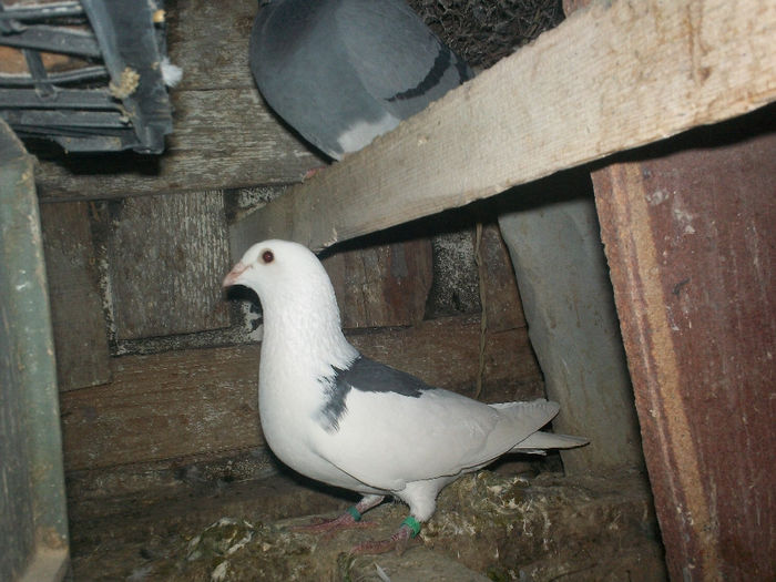 M 10 - 20 PORUMBEI VANDUTI
