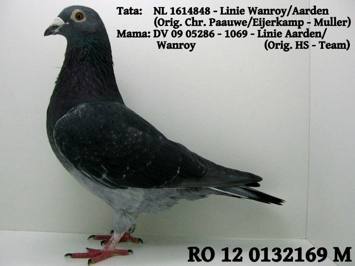 Wanroy; xxxxxxxxxxxx
