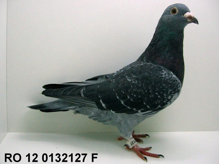 Jan Thelen; xxxxxxxxxxxxxxxxxxx
