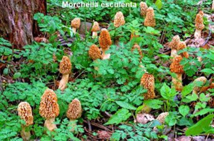 Sbârciog (Ciuculete de mai); (Morchella esculenta)
Creşte în locuri cu multă umezeală, în iarbă, tufişuri, luminişuri, sau la marginea pădurilor din aprilie până în iunie.
