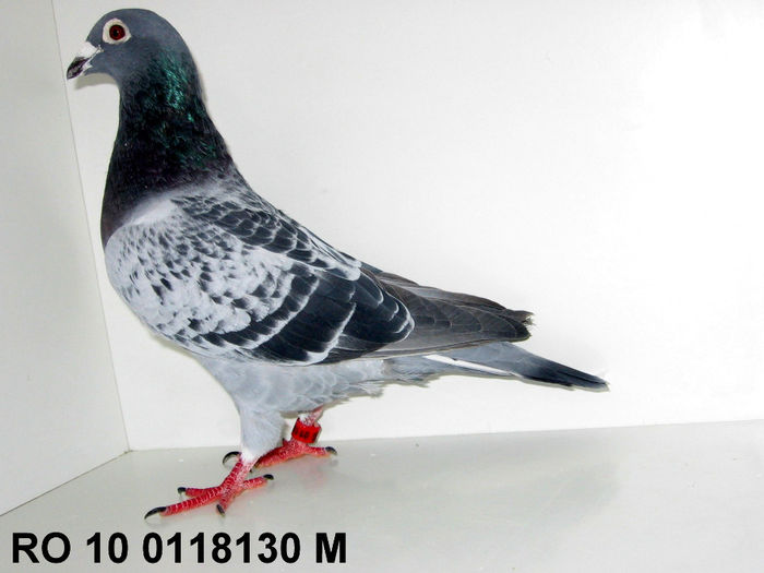 Wanroy Aarden; xxxxxxxxxxxxxxxxxxx
