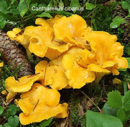 Gălbiori, bureţi galbeni; (Cantharellus cibarius )
Perioada de maximă apariţie e iunie-septembrie.
