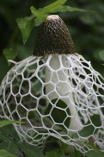 Ciuperca de bambus; (Dictyophora indusiata)
Atinge la maturitate o înălţime de 30 cm, cu o pălărie de 2-4 cm
