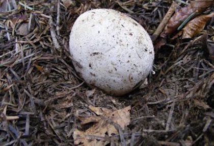 BURETE PUTUROS (stadiu de ou); (Phallus impudicus)
utilizată cu succes în prevenirea şi ca tratament de susţinere a trombozei venoase
