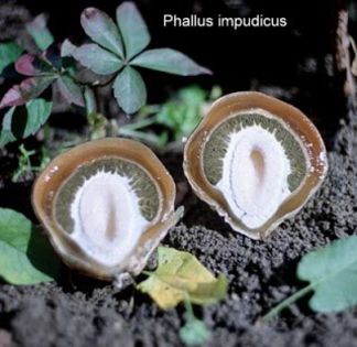 BURETE PUTUROS(ou sectionat); (Phallus impudicus )
se maninca cruda sau murata;doar palaria miroase urit
