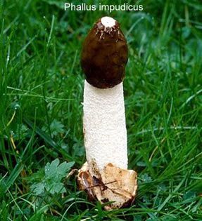 BURETE PUTUROS (adult); (Phallus impudicus )
se inlatura palaria urit mirositoare
