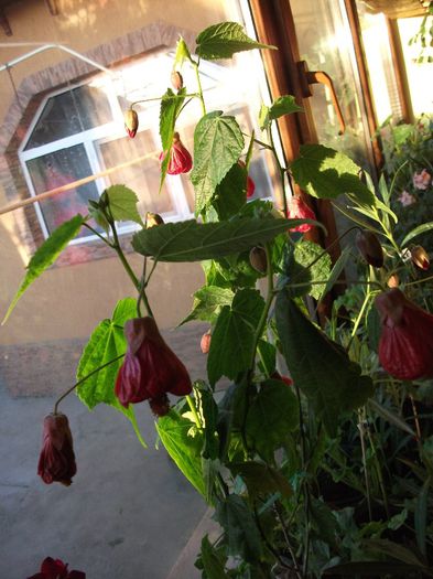 041 - Abutilon