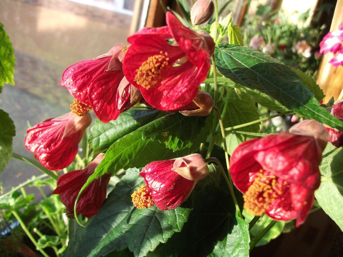 043 - Abutilon