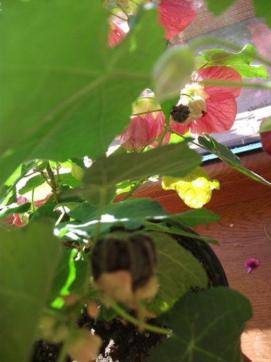 seminte abutilon - Abutilon