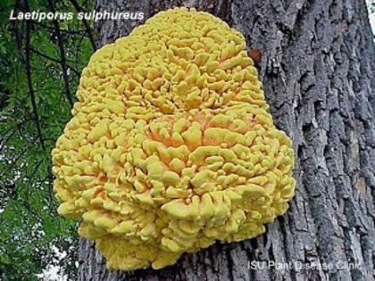 Iasca galbenă; (Laetiporus sulphureus)
din luna aprilie până în luna noiembrie pe sălcii, salcâmi, pomi fructiferi
