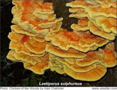 Iasca galbena sau puiul padurii; (Laetiporus sulphureus)
e comestibila doar cind se taie usor cu cutitul si doar de pe castan,fag,cires,mar si stejar
