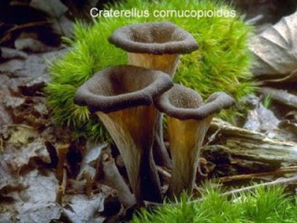 Trâmbiţa piticilor; (Craterellus cornucopioides )
ciupercă foarte gustoasă;în pădurile de foioase,din iulie până în oct.
