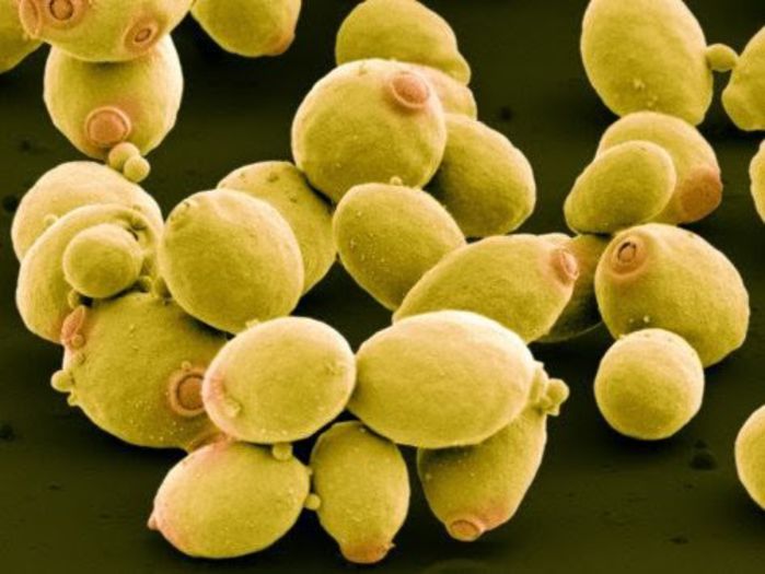 Drojdia; (Saccharomyces spp.)
cea mai consumata ciupera din lume
