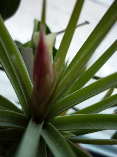 jucunda... - Tillandsia