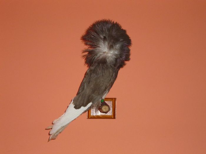 Porumbel Gulerat - TAXIDERMIE