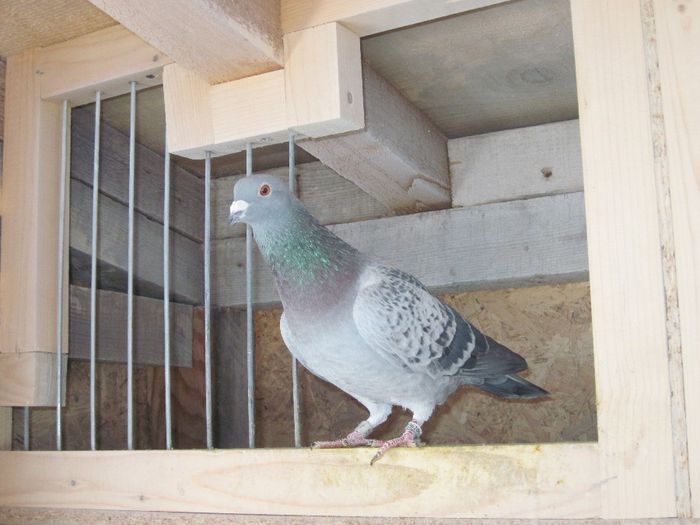 IMG_4346; Fiu din &#039;33
