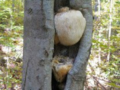 Coama leului; (Hericium erinaceus) 
pe trunchiuri de fag si stejar, în descompunere.
