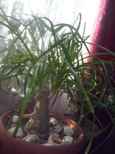 nolina - flori de interior2013