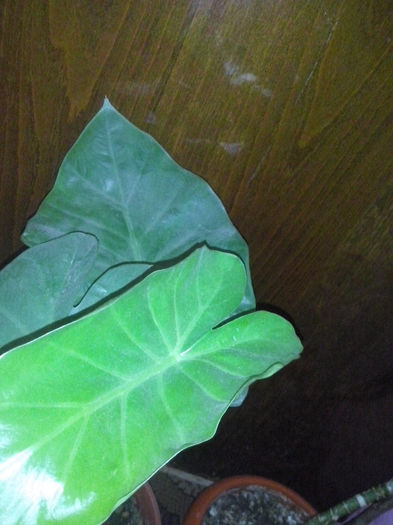 colocasia - flori de interior2013