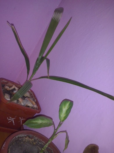 palmier - flori de interior2013