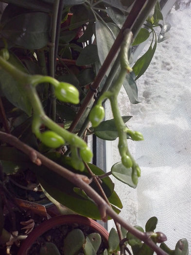 bobocei de orhidee galbena - flori de interior2013