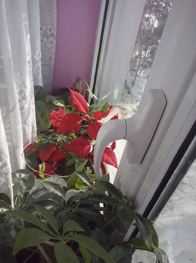 698 - flori de interior2013