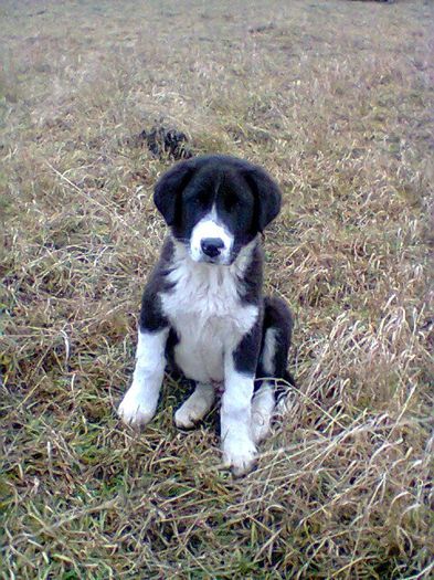 de vanzare,parinti din poza; de vanzare,parinti din poza
