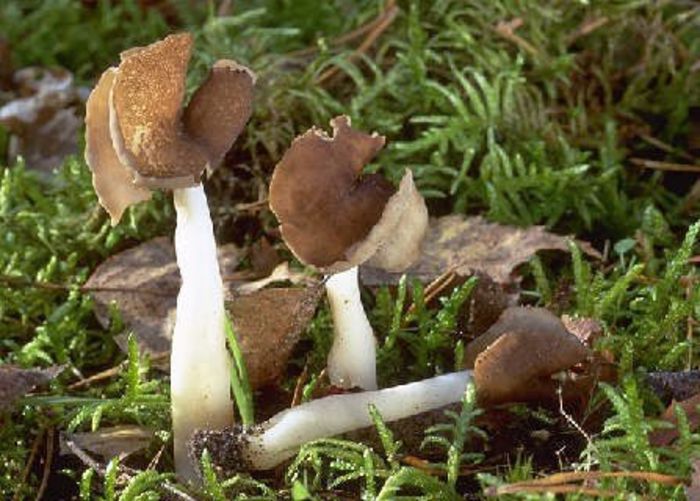 Mitra văratică(Zbârciogul văratic); (Helvella elastica) ciuperca otravitoare care se maninca,pt ca descompune cheagurile de singe
