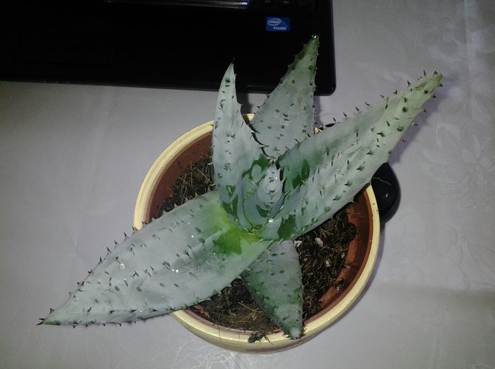 aloe erinacea - suculente 2013-2014-2015-2016