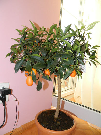 DSCN0990 - kumquat