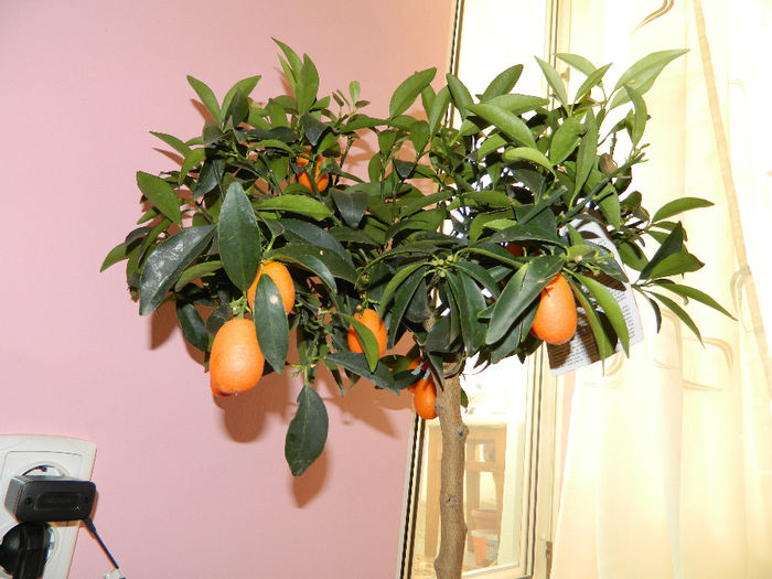 DSCN0992 - kumquat