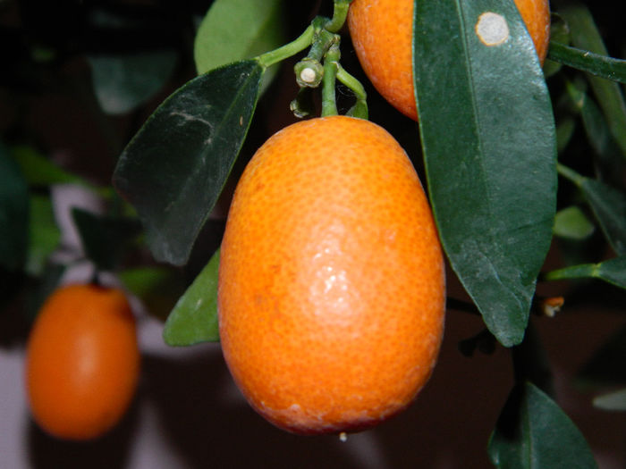 DSCN0993 - kumquat