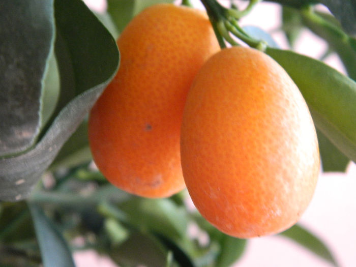 DSCN0995 - kumquat