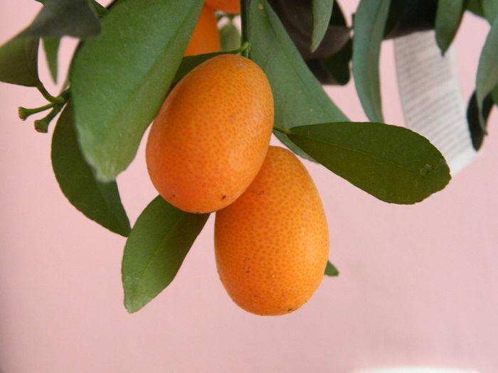 DSCN0996 - kumquat