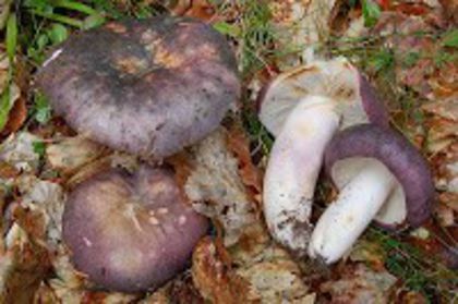 Vinețica porumbeilor sau Porumbita; (Russula cyanoxantha) 

 în pădurile de foioase cu precădere de fag, dar şi de conifere, în luminişuri, de la câmpie la munte incepând cu luna mai și până in noiembrie.
