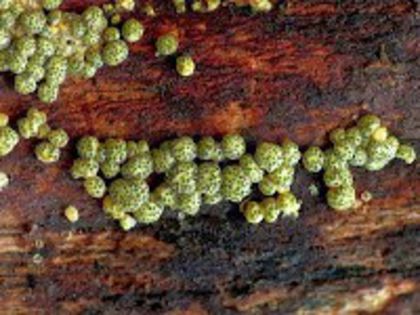 Gelatinoasa cu spori verzi; (Hypocrea gelatinosa)
pe lemnul de foioase aflat în stadiu avansat de descompunere,din iulie și până în octombrie
