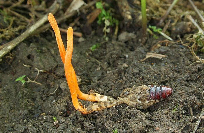 Măciuca roșcată; (Cordyceps militaris) 
parazitează insecte și artopode
