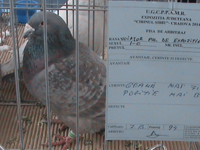 Barbat - Porumbei mei in expozitie 2014