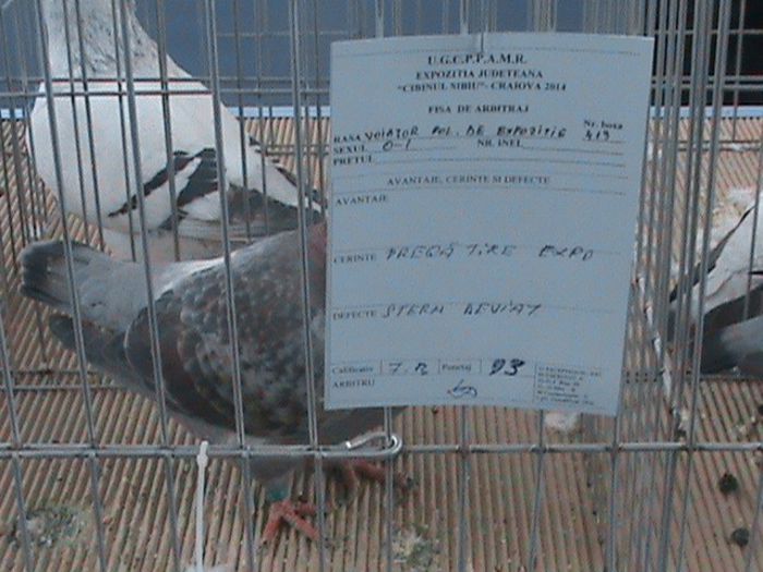 Femela - Porumbei mei in expozitie 2014