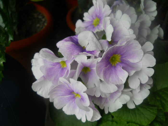 primula