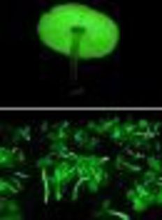 Ciuperca luminiscenta; (Mycena chlorophos)
 ciuperci verde fluorescent cresc in padurile japoneze si braziliene in anotimpul polios.
