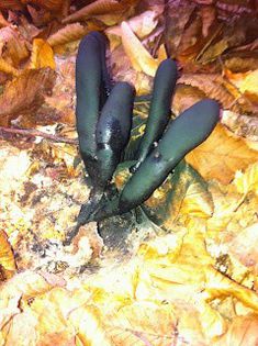 degetele mortilor; (Xylaria longipes)
