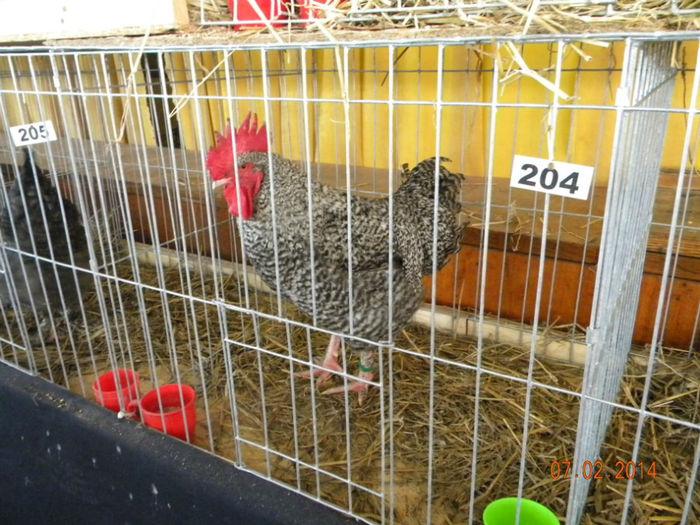 DSCN2767 - marans alb si barat - EXPO CAMPINA  2014