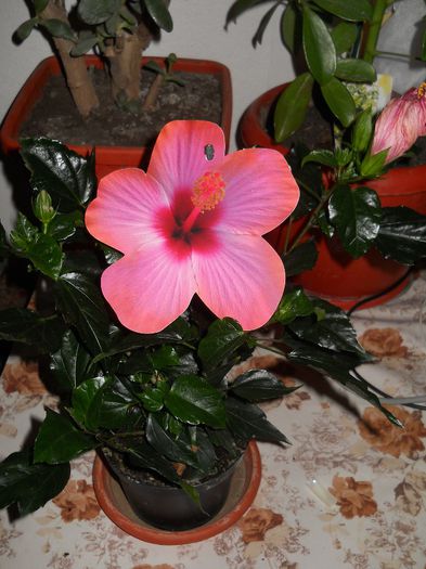 hibiscus - flori de interior 2014