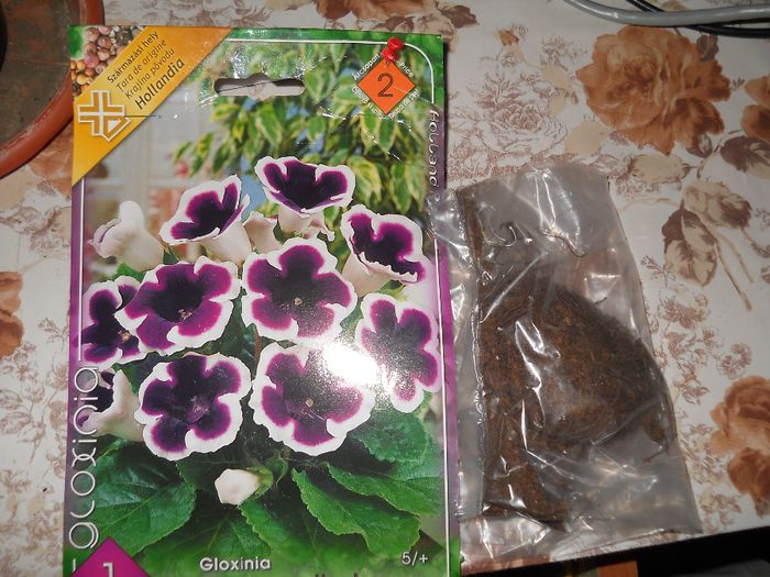 gloxinia - pierduta - flori de interior 2014